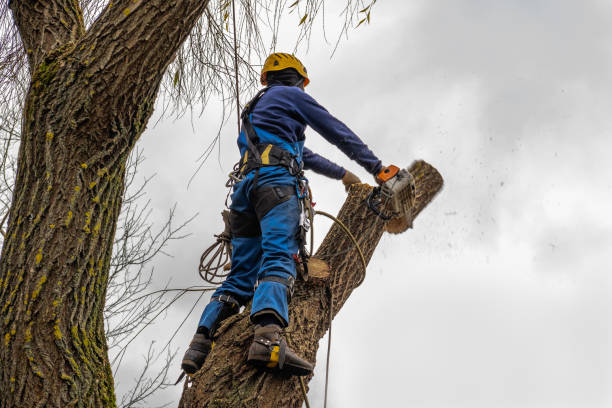 Best Storm Damage Tree Cleanup  in Floresville, TX