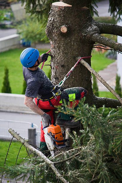 How Our Tree Care Process Works  in  Floresville, TX