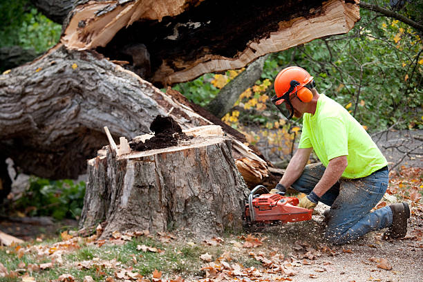 Best Utility Line Clearance  in Floresville, TX